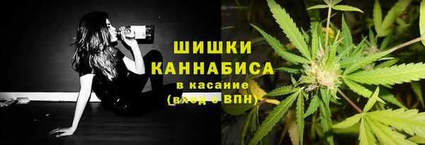 сатива Новокубанск