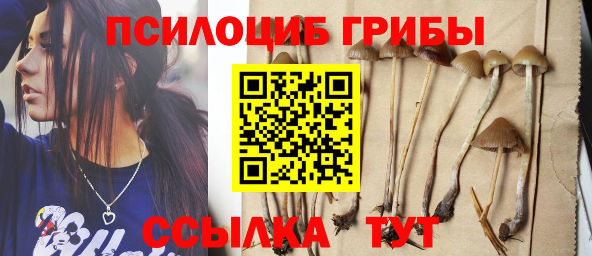 Галлюциногенные грибы Psilocybe Качканар